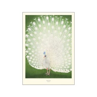 Poster & Frame - Peacock plakat - Poster & Frame